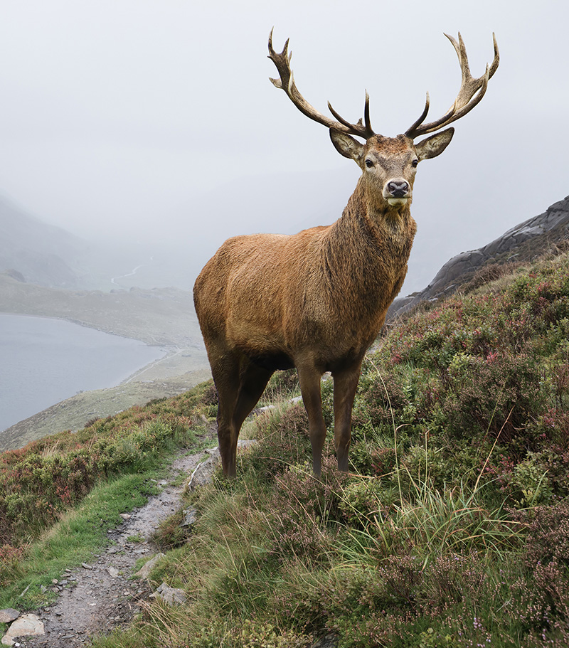 Dramatic landscape image of red deer stag above lake in mountainous landscape