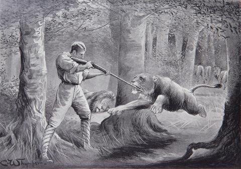 lion attack