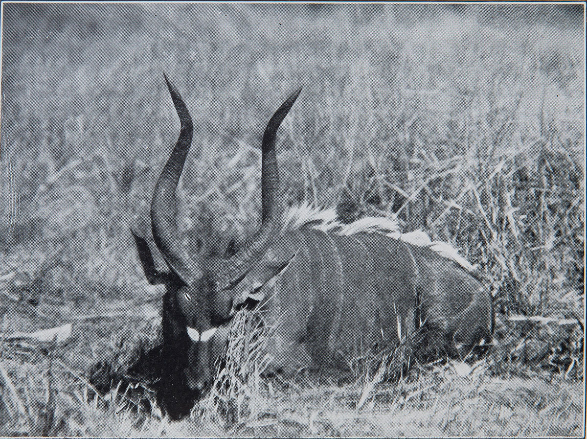 nyala