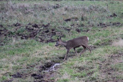 roe deer spike buck