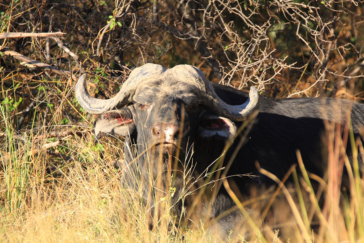 buffalo close up