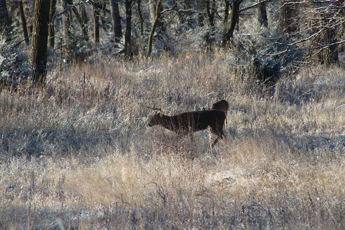 deer in field