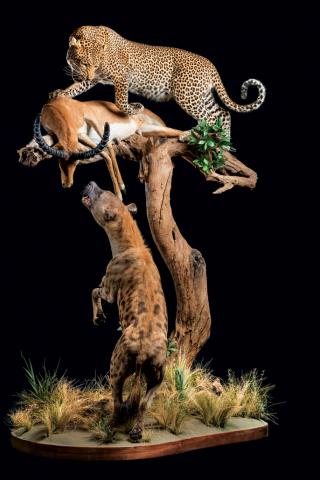 taxidermy display