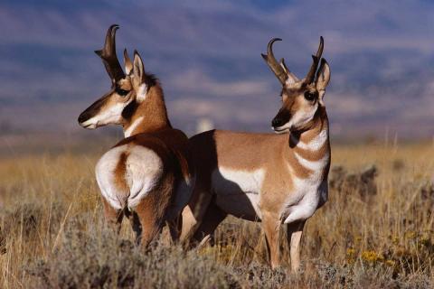 Pronghorn antelope