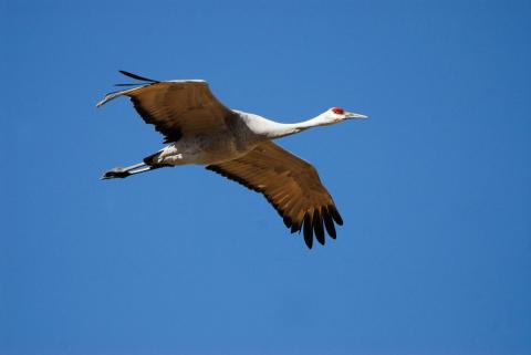 sandhill crane in flight