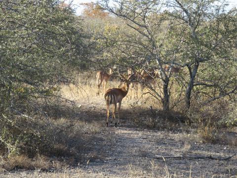 Wildlife