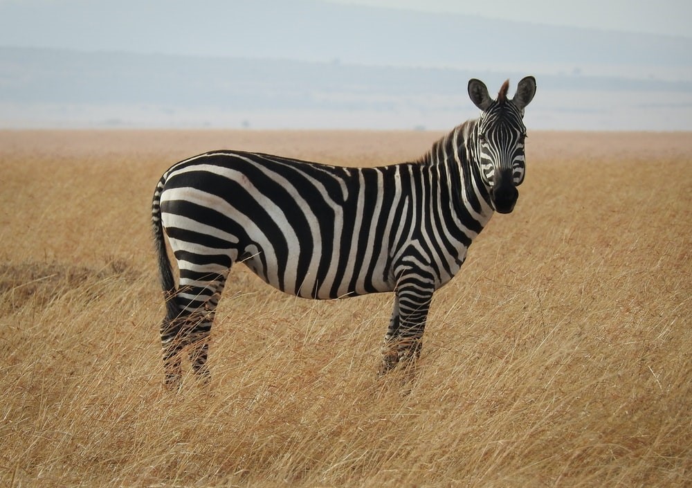 Zebra