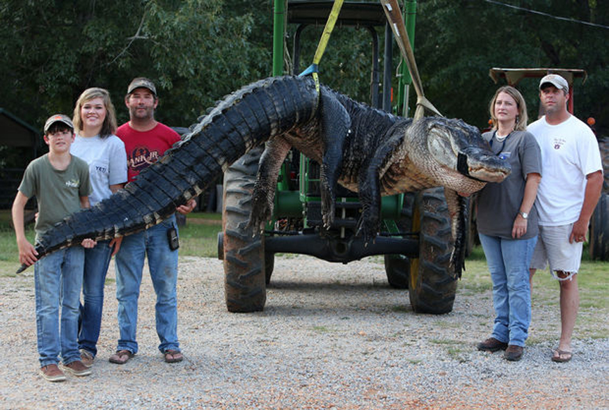 Alabama-alligator-group-2