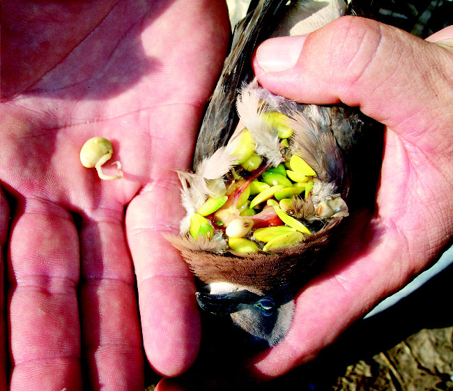 dove eats soybeans