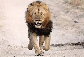 lion
