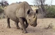 Rhino