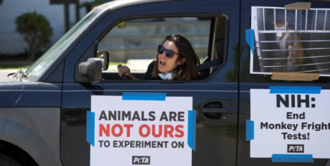 PETA protest
