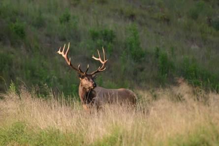 Bull elk