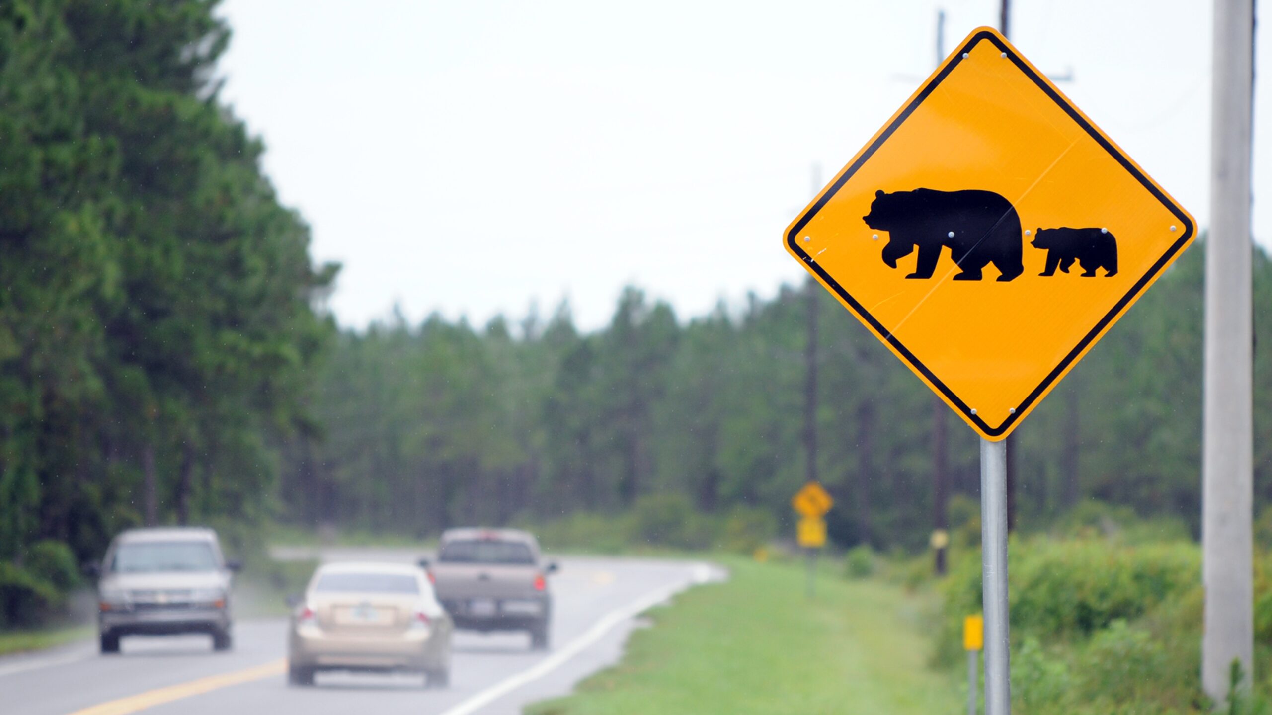 Bear crossing sign